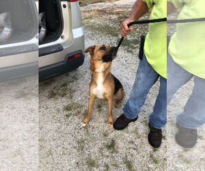 Mutt Dogs for adoption in Stover, MO, USA