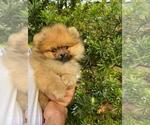 Small Photo #6 Pomeranian Puppy For Sale in SUNNY ISL BCH, FL, USA