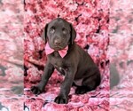 Small Photo #3 Labrador Retriever Puppy For Sale in KIRKWOOD, PA, USA