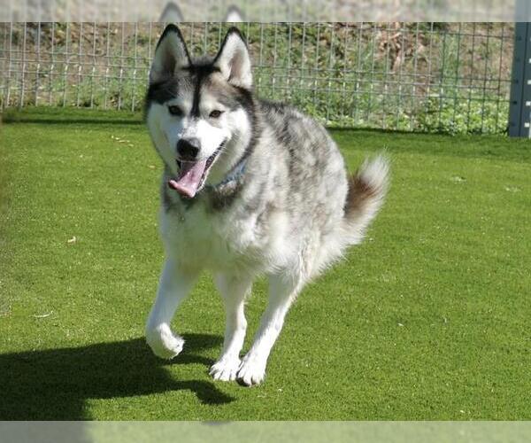 Medium Photo #2 Siberian Husky Puppy For Sale in Martinez, CA, USA