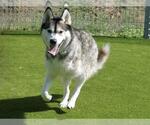 Small #1 Siberian Husky