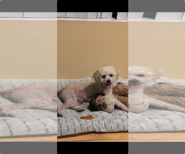 Medium Photo #2 Poodle (Standard)-Unknown Mix Puppy For Sale in Woodland Hills, CA, USA