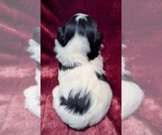Small #7 Havanese