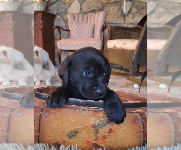 Medium Photo #12 Labrador Retriever Puppy For Sale in CLIFTON, KS, USA