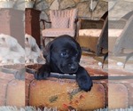 Small #11 Labrador Retriever