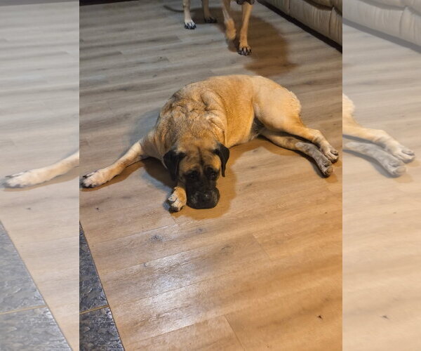 Medium Photo #1 Mastiff Puppy For Sale in Goodyear, AZ, USA