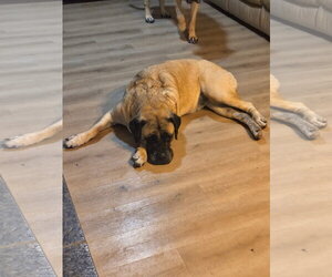 Mastiff Dogs for adoption in Goodyear, AZ, USA