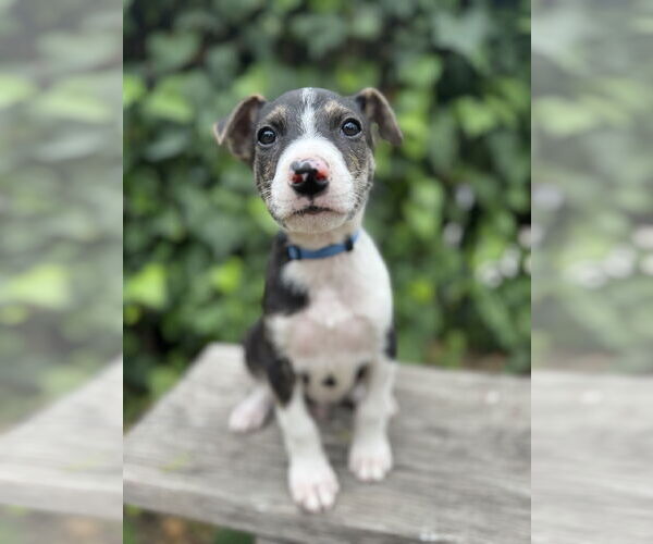 Medium Photo #2 Mutt Puppy For Sale in Marina Del Rey, CA, USA