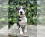 Small #1 Mutt