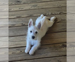 Small #1 West Highland White Terrier