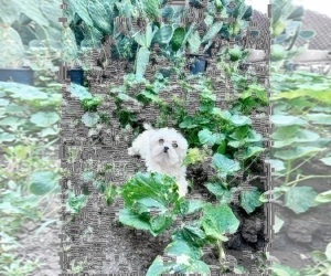 Father of the Maltese puppies born on 05/01/2023