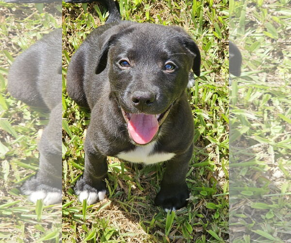 Medium Photo #2 German Shepherd Dog-Unknown Mix Puppy For Sale in Royal Palm Beach, FL, USA
