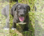 Small #1 German Shepherd Dog Mix