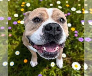 Medium American Pit Bull Terrier
