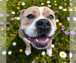 Small American Pit Bull Terrier