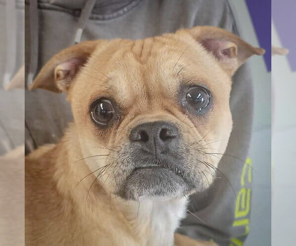 Medium Photo #2 Frenchie Pug Puppy For Sale in Huntley, IL, USA