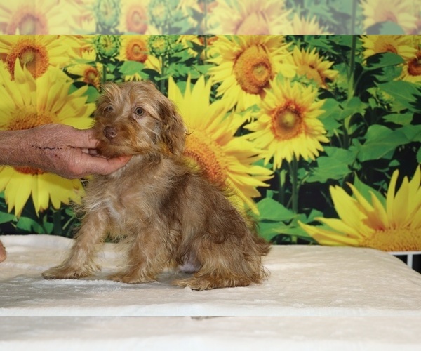 Medium Photo #30 Yorkiepoo mix (+ Poodle Toy) Puppy For Sale in DYERSBURG, TN, USA