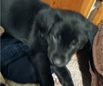 Puppy Midnight Shepweiller