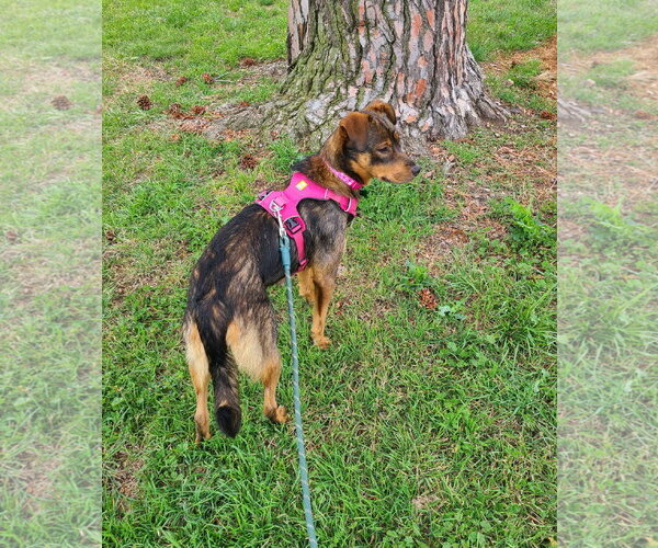Medium Photo #4 Australian Shepherd-German Shepherd Dog Mix Puppy For Sale in Davis, CA, USA