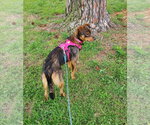 Small #3 Australian Shepherd-German Shepherd Dog Mix