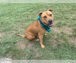 Small #2 Mutt