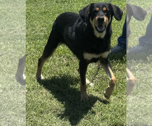 Mutt Dogs for adoption in Pryor, OK, USA