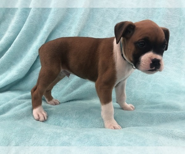 Medium Photo #2 Boxer Puppy For Sale in TAFT, TN, USA
