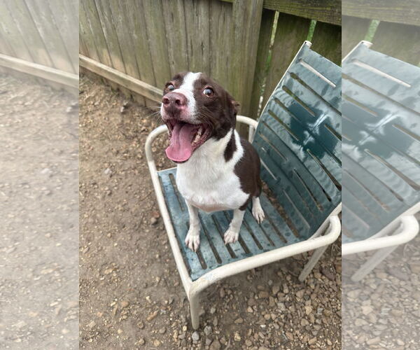 Medium Photo #1 Border Collie-Unknown Mix Puppy For Sale in Jackson, MS, USA