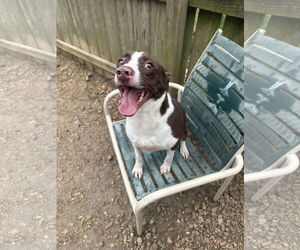 Border Collie-Unknown Mix Dogs for adoption in Jackson, MS, USA