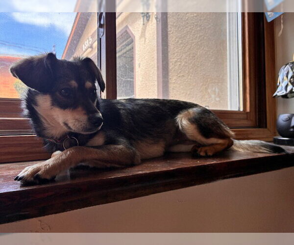 Medium Photo #4 Mutt Puppy For Sale in Crystal, MN, USA