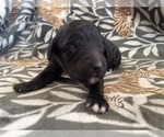 Puppy Puppy 3 Poodle (Standard)