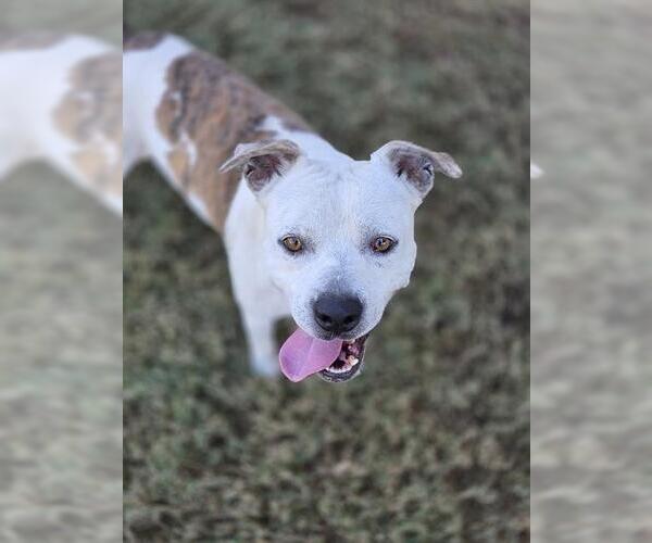 Medium Photo #1 Mutt Puppy For Sale in Temple, TX, USA