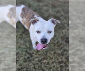 Mutt Dogs for adoption in Temple, TX, USA
