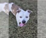 COMET - Male Mutt Dog for Adoption - Small photo