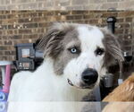 Small #3 Australian Shepherd