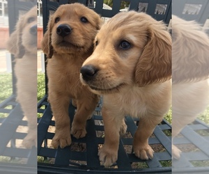 Golden Retriever Puppy for sale in SANTA ANA, CA, USA