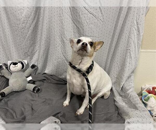 Medium Photo #1 Chihuahua Puppy For Sale in Modesto, CA, USA