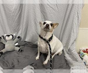 Chihuahua Dogs for adoption in Modesto, CA, USA