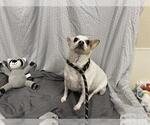 Small Chihuahua