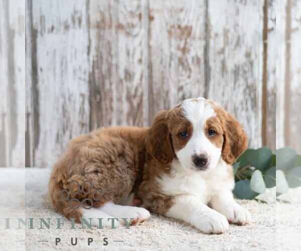 Medium Photo #3 Bernedoodle (Miniature) Puppy For Sale in SUNBURY, PA, USA
