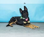 Small #1 German Shepherd Dog