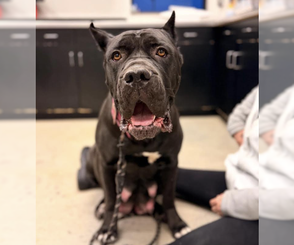 Medium Photo #4 Mutt Puppy For Sale in Brooklyn, NY, USA