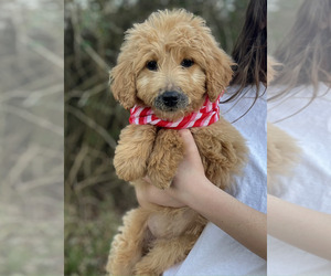 Goldendoodle Puppy for sale in CROCKETT, TX, USA