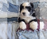 Puppy Apollo Miniature Australian Shepherd-Poodle (Toy) Mix