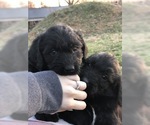 Small Photo #6 Labradoodle Puppy For Sale in ETOILE, KY, USA