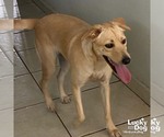 Small #1 Labrador Retriever-Retriever  Mix