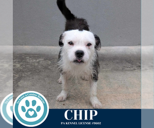 Boston Terrier-Unknown Mix Dogs for adoption in Kimberton, PA, USA