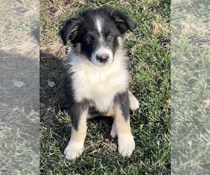 Australian Shepherd Puppy for sale in EXETER, MO, USA