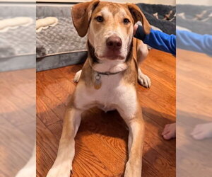 Odin - Male Mutt Dog for Adoption - Photo #4