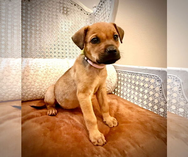 Medium Photo #3 Rhodesian Ridgeback-Unknown Mix Puppy For Sale in Rockaway, NJ, USA